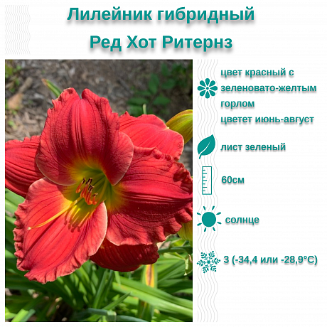 Лилейник гибридный Ред Хот Ритернз фото Лилейник гибридный Ред Хот Ритернз 