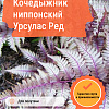 Кочедыжник ниппонский Урсулас Ред фото 1 