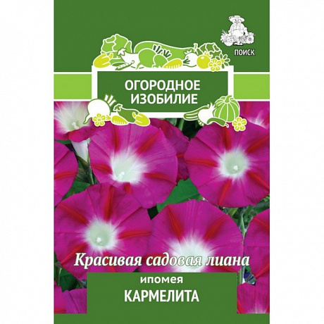 Ипомея Кармелита фото Ипомея Кармелита 