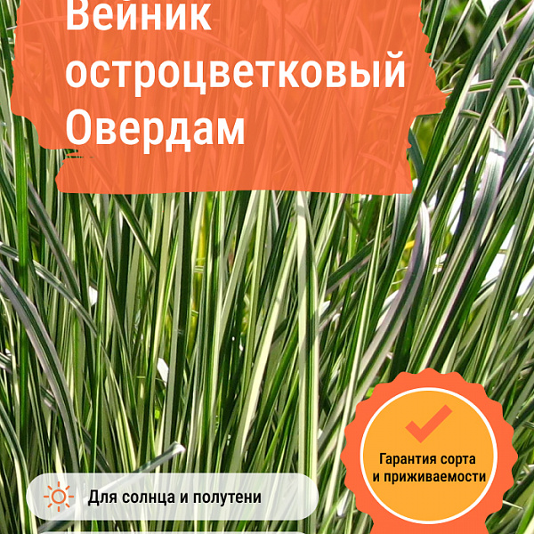 Вейник остроцветковый Овердам фото 4 