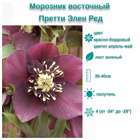 Морозник восточный Претти Элен Ред фото Морозник восточный Претти Элен Ред 