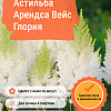 Астильба Арендса Вейс Глория фото 2 