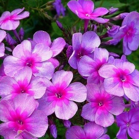 Флокс метельчатый Дымчатое суфле