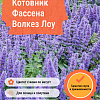 Котовник Фассена Волкез Лоу фото 4 
