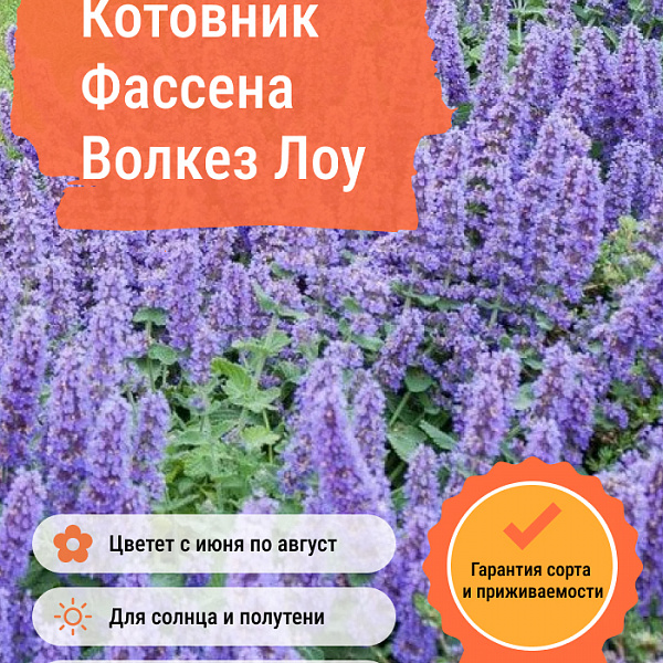 Котовник Фассена Волкез Лоу фото 4 