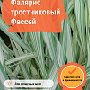 Фалярис тростниковый Фессей фото 2 