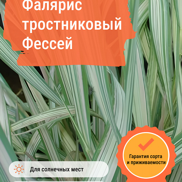 Фалярис тростниковый Фессей фото 2 