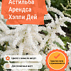 Астильба Арендса Хэппи Дей фото 1 