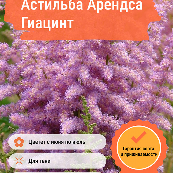 Астильба Арендса Гиацинт фото 4 
