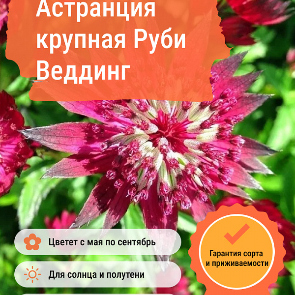 Астранция крупная Руби Веддинг фото 4 