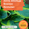Хоста Зибольда Фрэнсис Вилльямс фото 2 